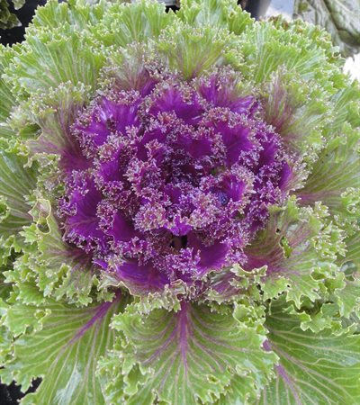 Kale Glamour Red
